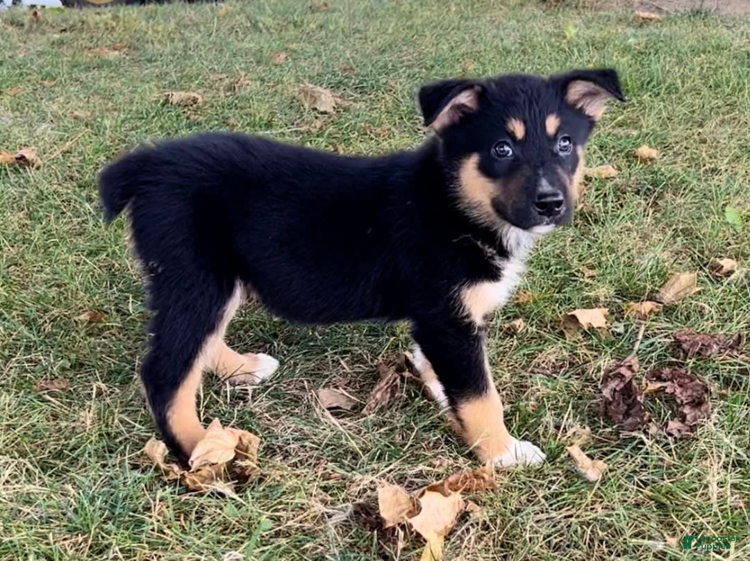 Alaskan Malamute dogs for sale: Eddie - Image 3