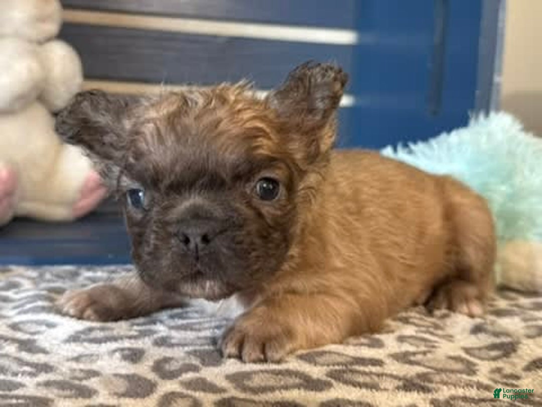 French Bulldog dogs for sale: Lucky - Image 2
