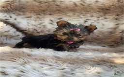 Yorkshire Terrier dogs for sale: Jenny - Image 2