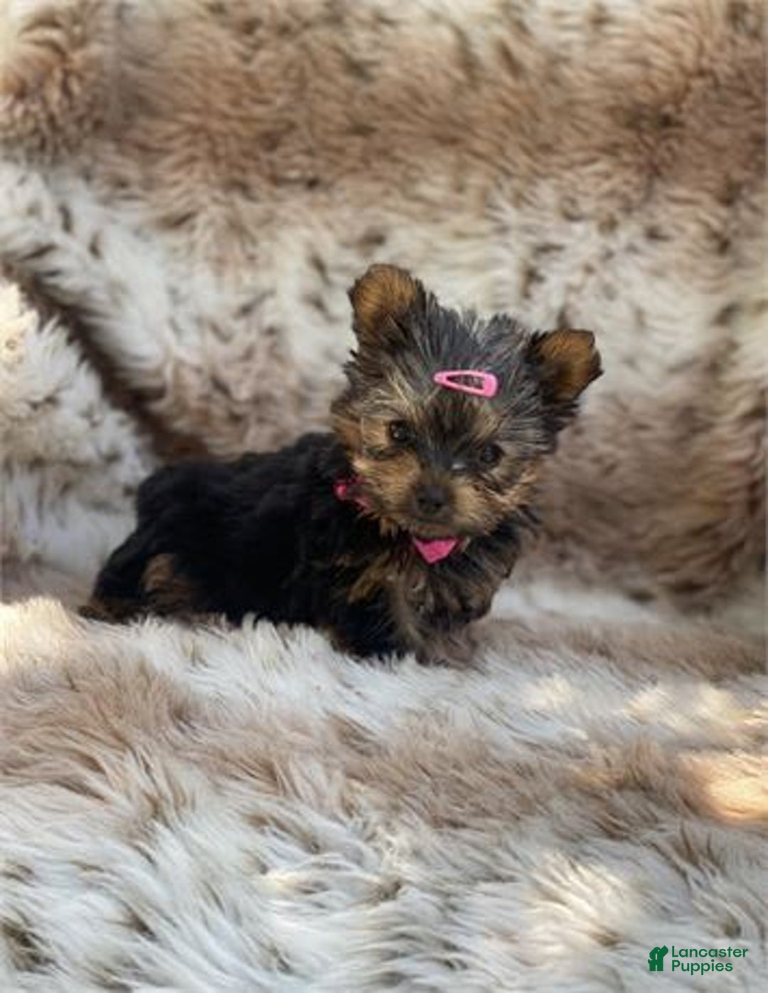 Yorkshire Terrier dogs for sale: Jenny - Image 2