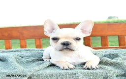 French Bulldog dogs for sale: Lavendar - Image 9