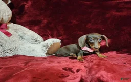Miniature Dachshund dogs for sale: PUDDIN - Image 9