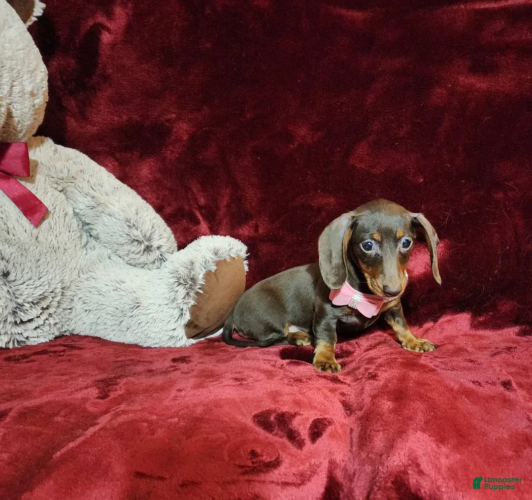 Miniature Dachshund dogs for sale: PUDDIN - Image 9