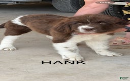 Newfoundland dogs for sale: Hank - Image 2