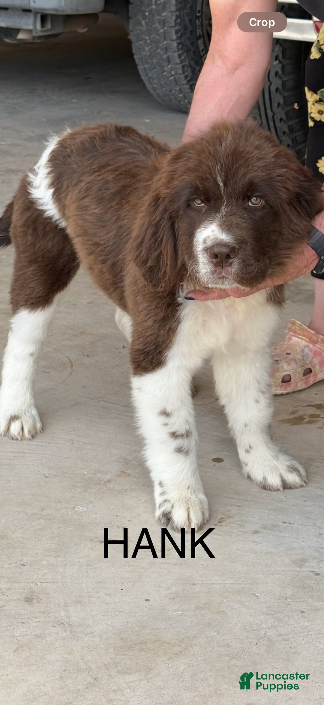 Newfoundland dogs for sale: Hank - Image 2