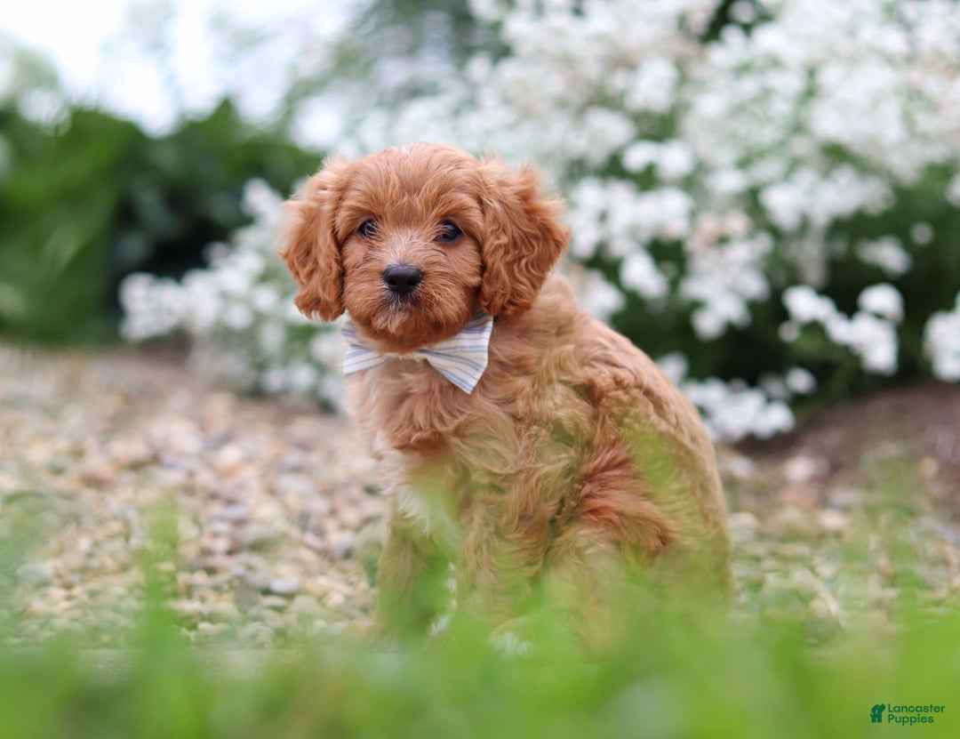 Cavapoo dogs for sale: Kobe - Image 5