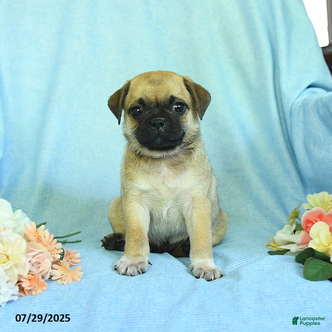 Pug dogs for sale: Apricot - Image 1