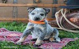 Australian Cattle Dog dogs for sale: Cleo - Image 3