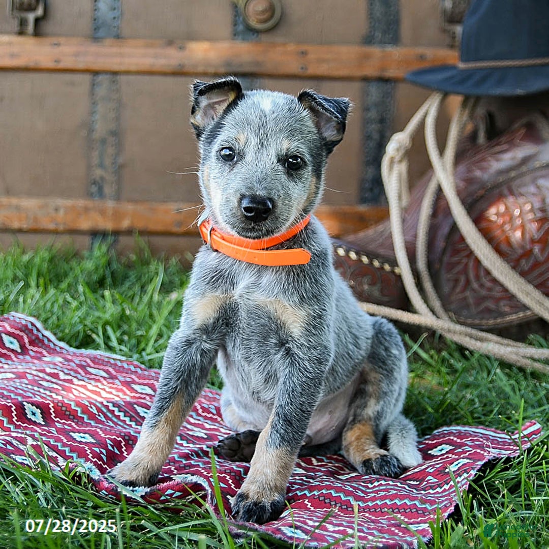 Australian Cattle Dog dogs for sale: Cleo - Image 3
