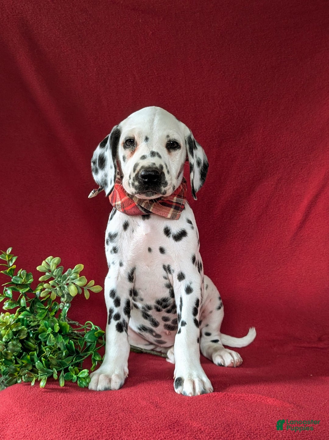 Dalmatian dogs for sale: Leonard - Image 2