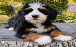 Mini Bernedoodle dogs for sale: ❤️ Boston Ma ❤️ Mini Bernedoodle - Image 20