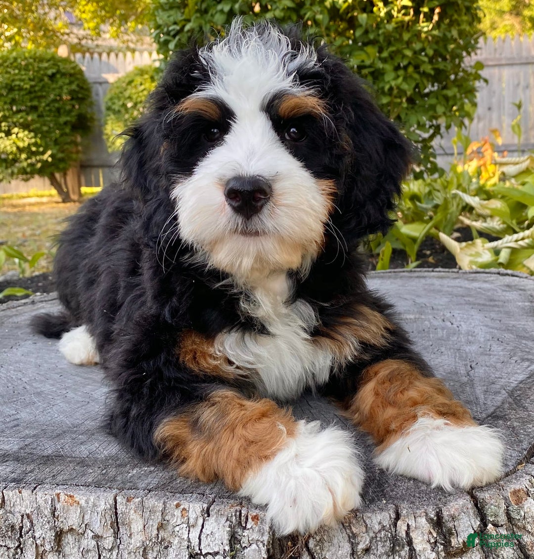 Mini Bernedoodle dogs for sale: ❤️ Boston Ma ❤️ Mini Bernedoodle - Image 20