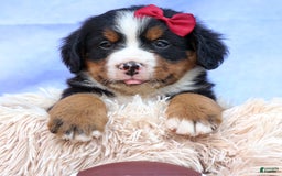 Bernese Mountain Dog dogs for sale: Simon - Image 3