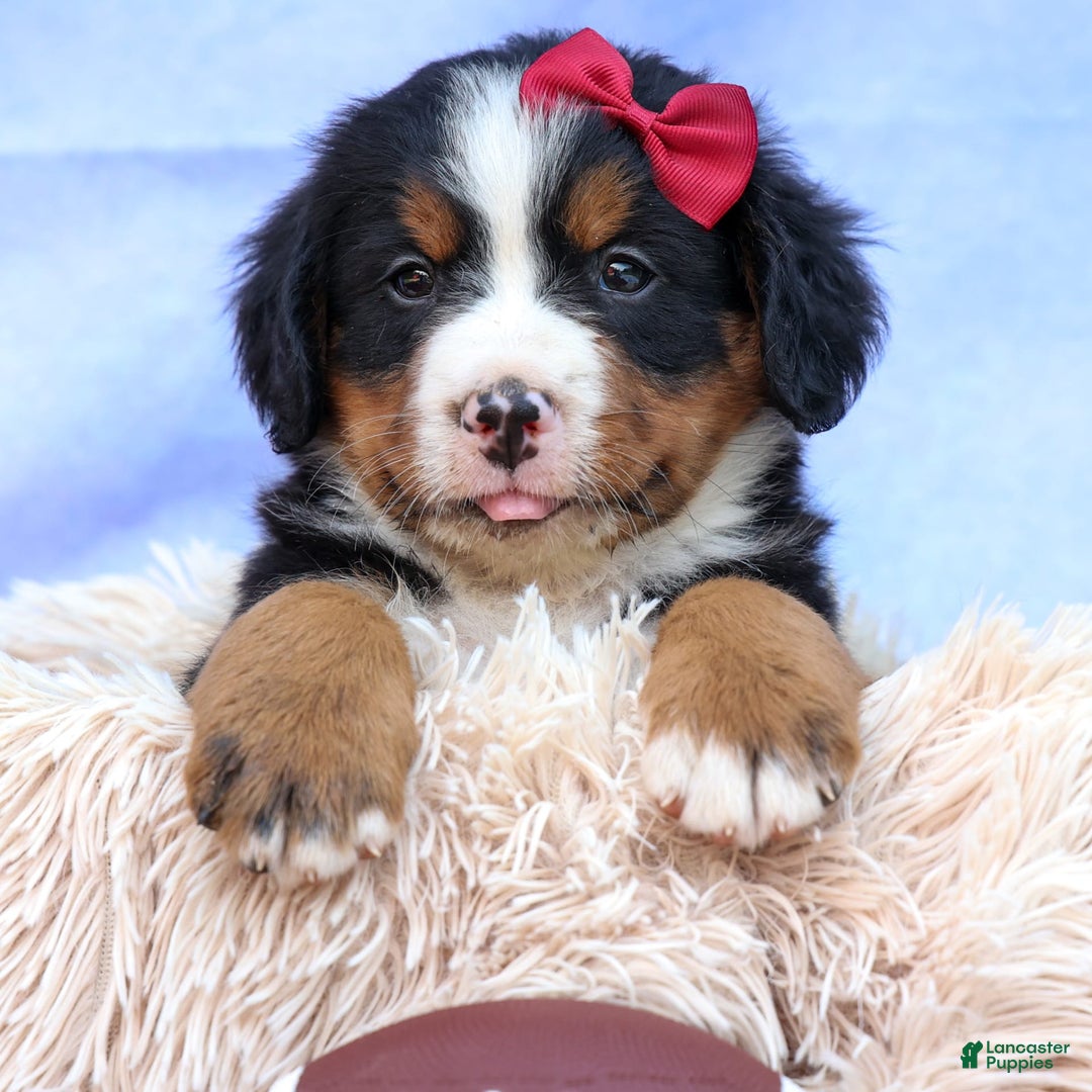 Bernese Mountain Dog dogs for sale: Simon - Image 3