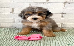 Bernedoodle dogs for sale: Annabel - Image 7