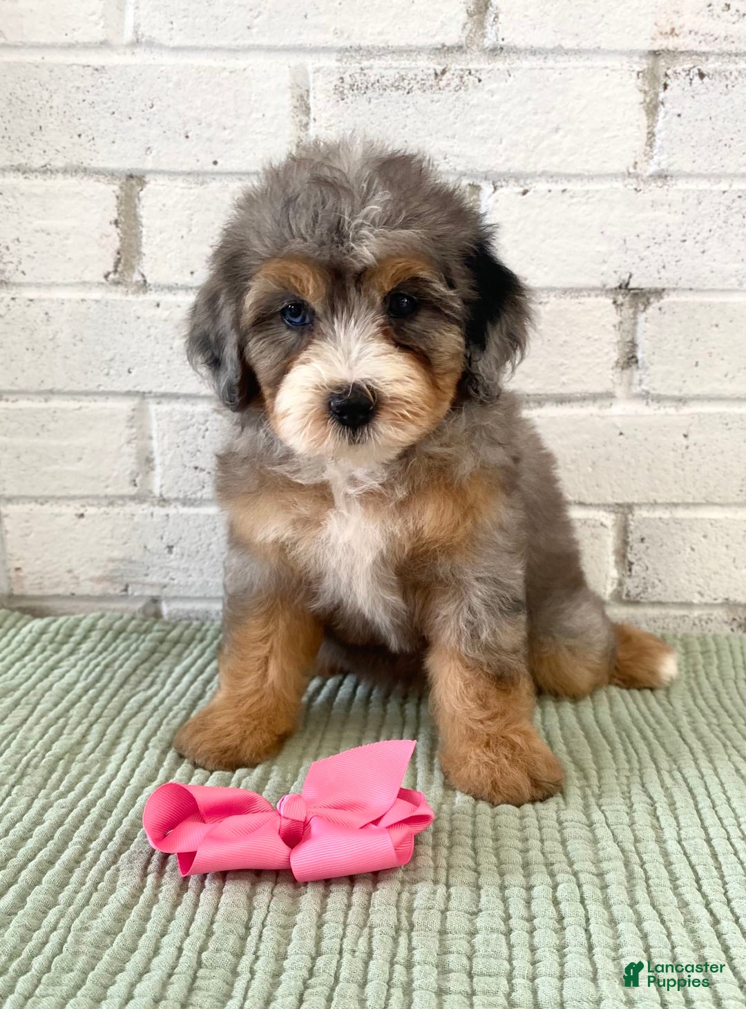 Bernedoodle dogs for sale: Annabel - Image 7