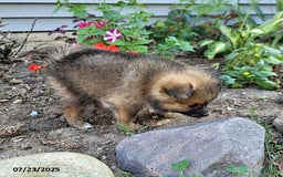 Pomeranian dogs for sale: Missy - Image 1