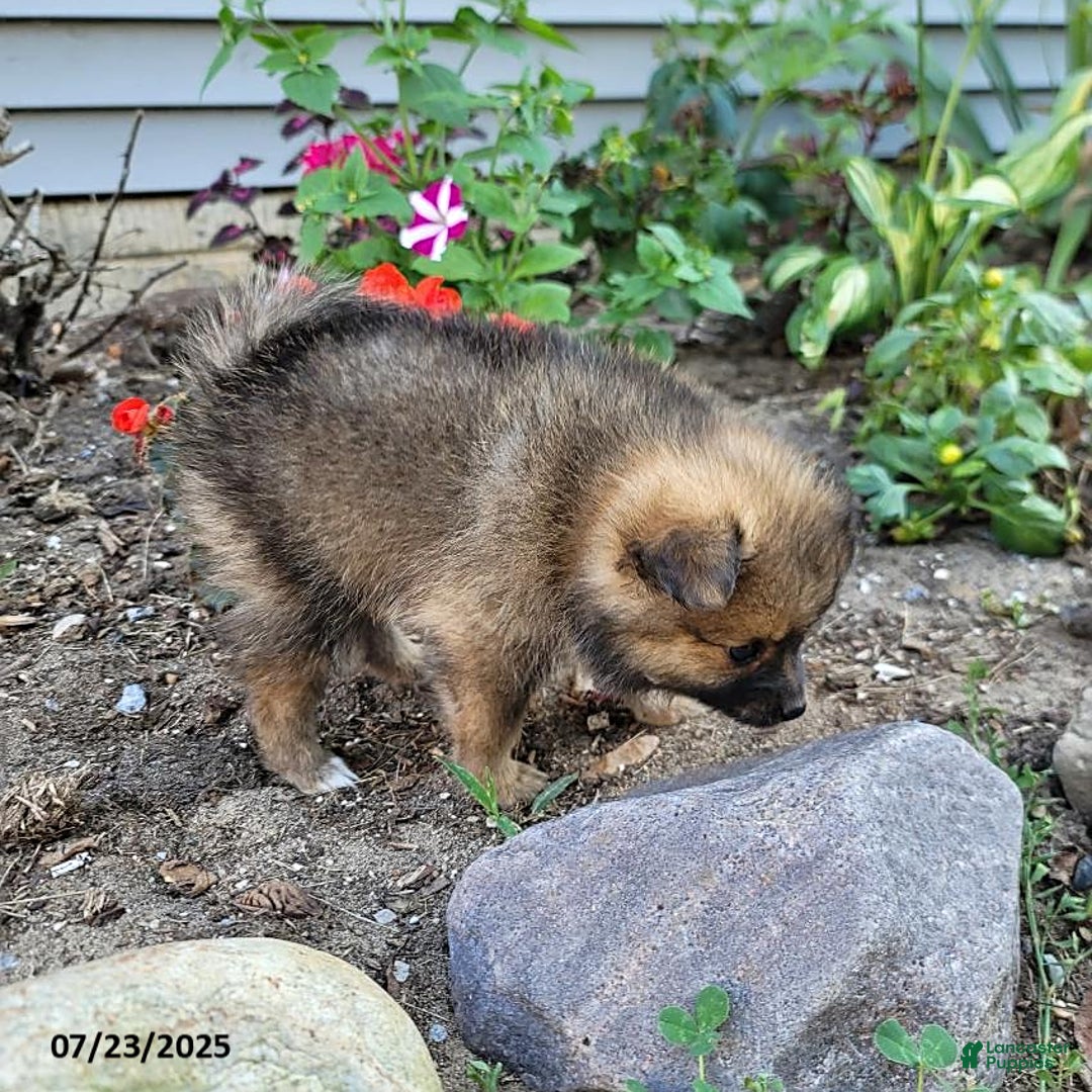 Pomeranian dogs for sale: Missy - Image 1