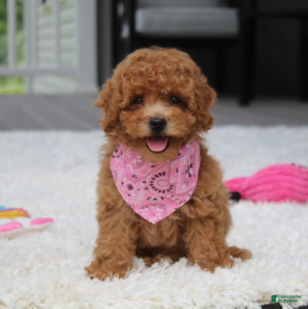 Miniature Poodle dogs for sale: Natasha - Image 4