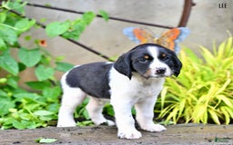 English Springer Spaniel dogs for sale: Lee - Image 3