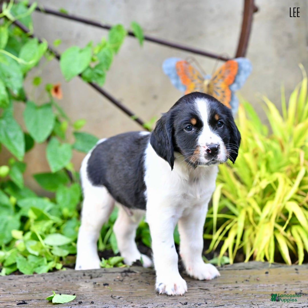 English Springer Spaniel dogs for sale: Lee - Image 3