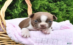 Boston Terrier dogs for sale: Faith - Image 2