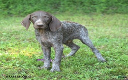 German Shorthaired Pointer dogs for sale: Rascal - Image 5