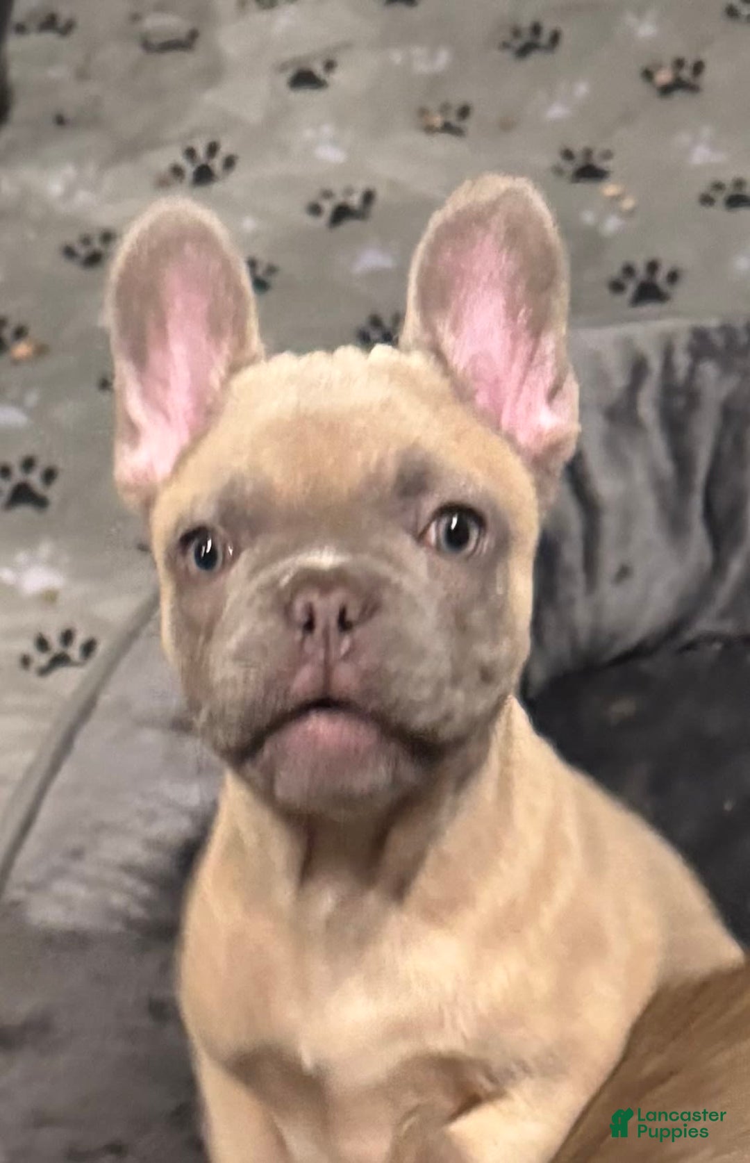 French Bulldog dogs for sale: Zina - Image 4