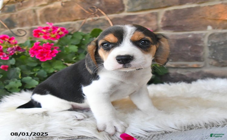 Beagle dogs for sale - Ad 5