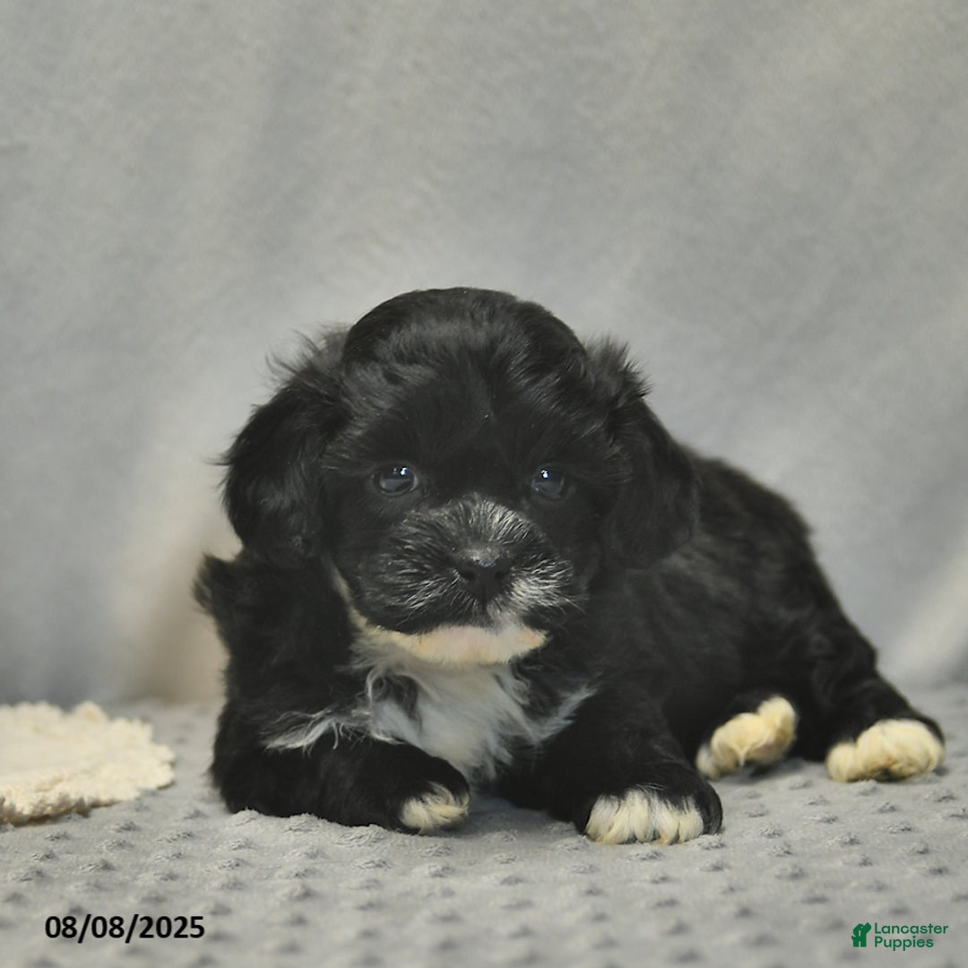 Teddy Bear dogs for sale: Bowe - Image 2