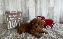 Toy Poodle dogs for sale: Gizmo - Image 5