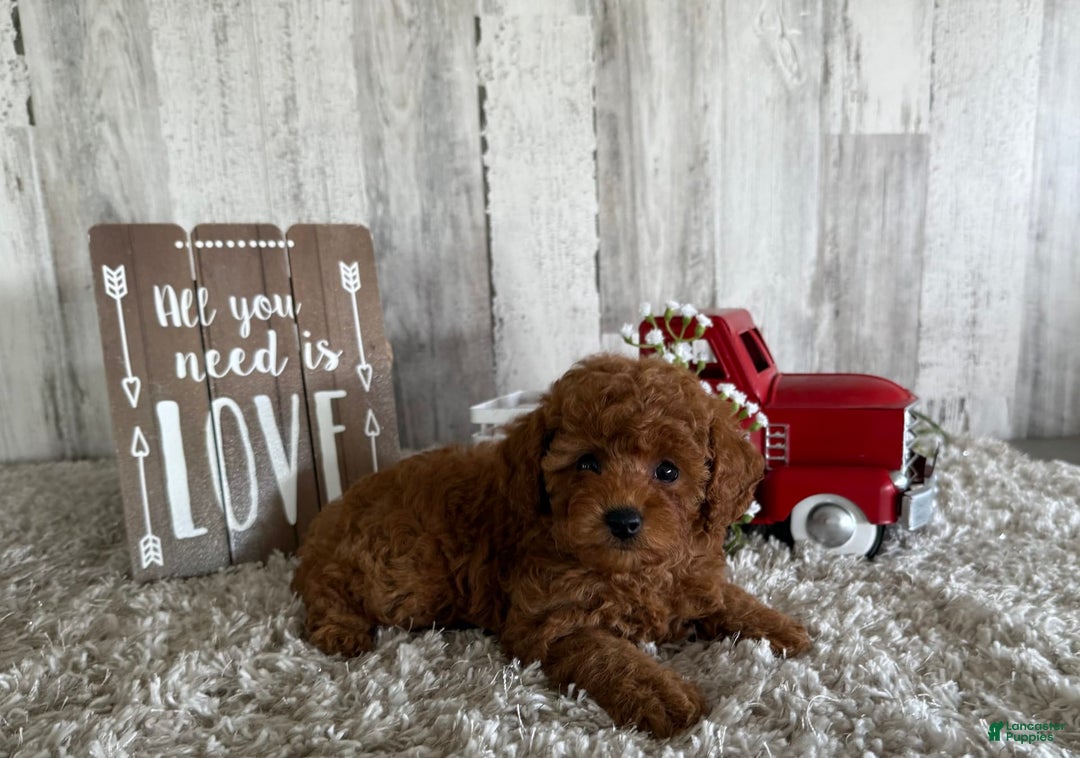 Toy Poodle dogs for sale: Gizmo - Image 5
