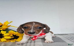 Dachshund dogs for sale: Slinky - Image 4