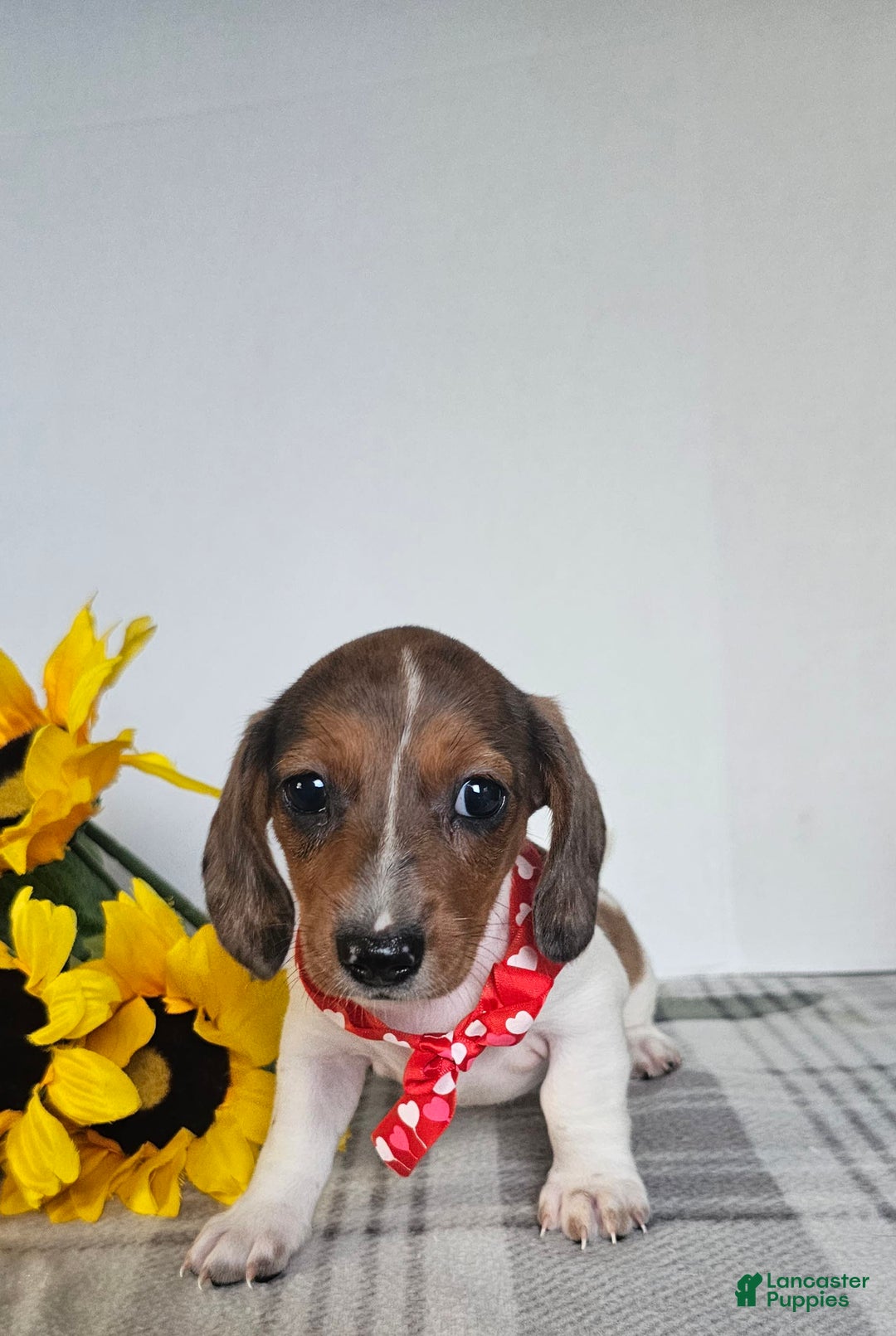 Dachshund dogs for sale: Slinky - Image 4