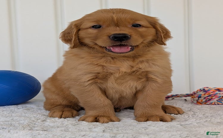 Golden Retriever dogs for sale - Ad 2
