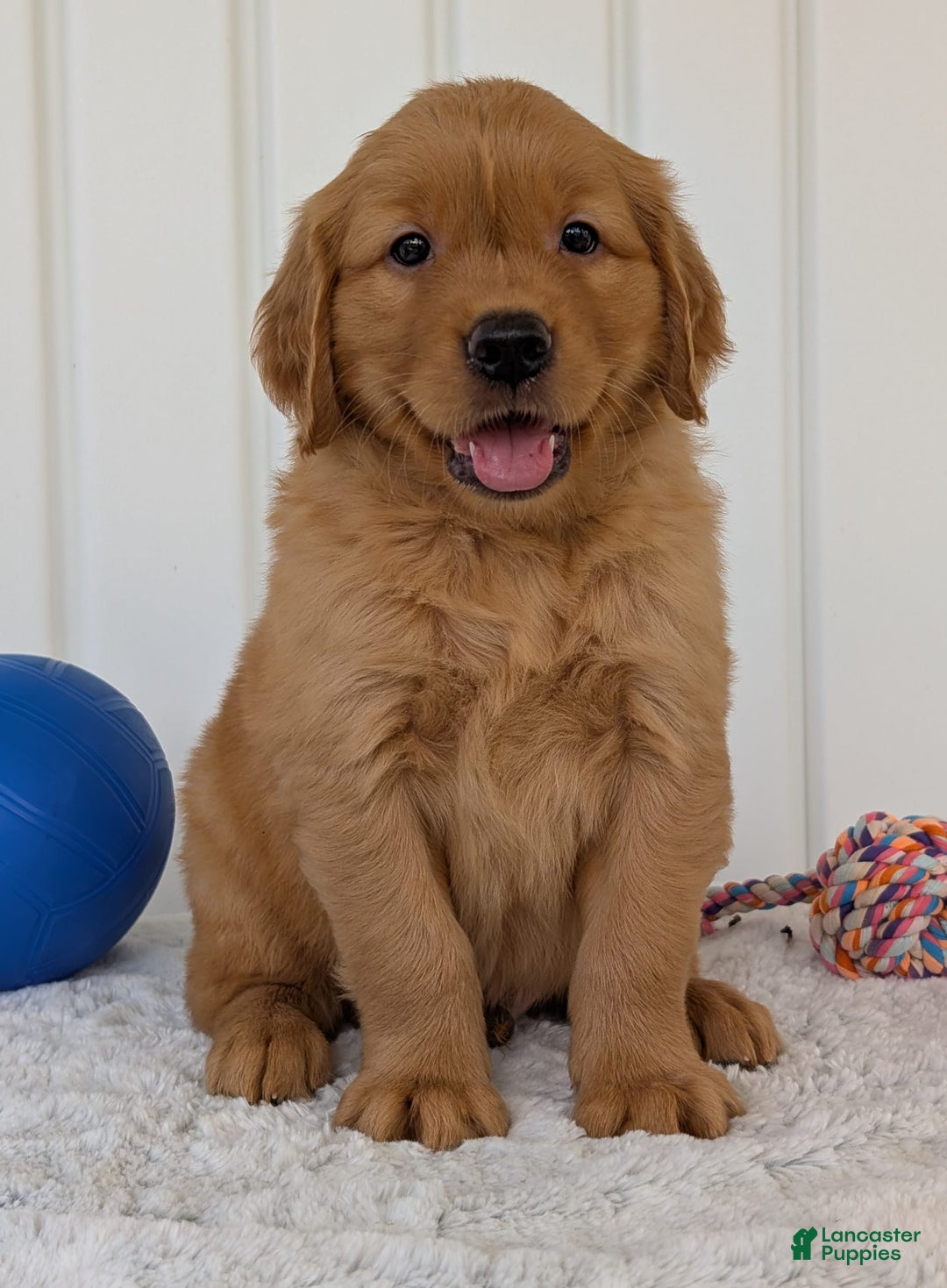 Golden Retriever dogs for sale: Hunter - Image 1