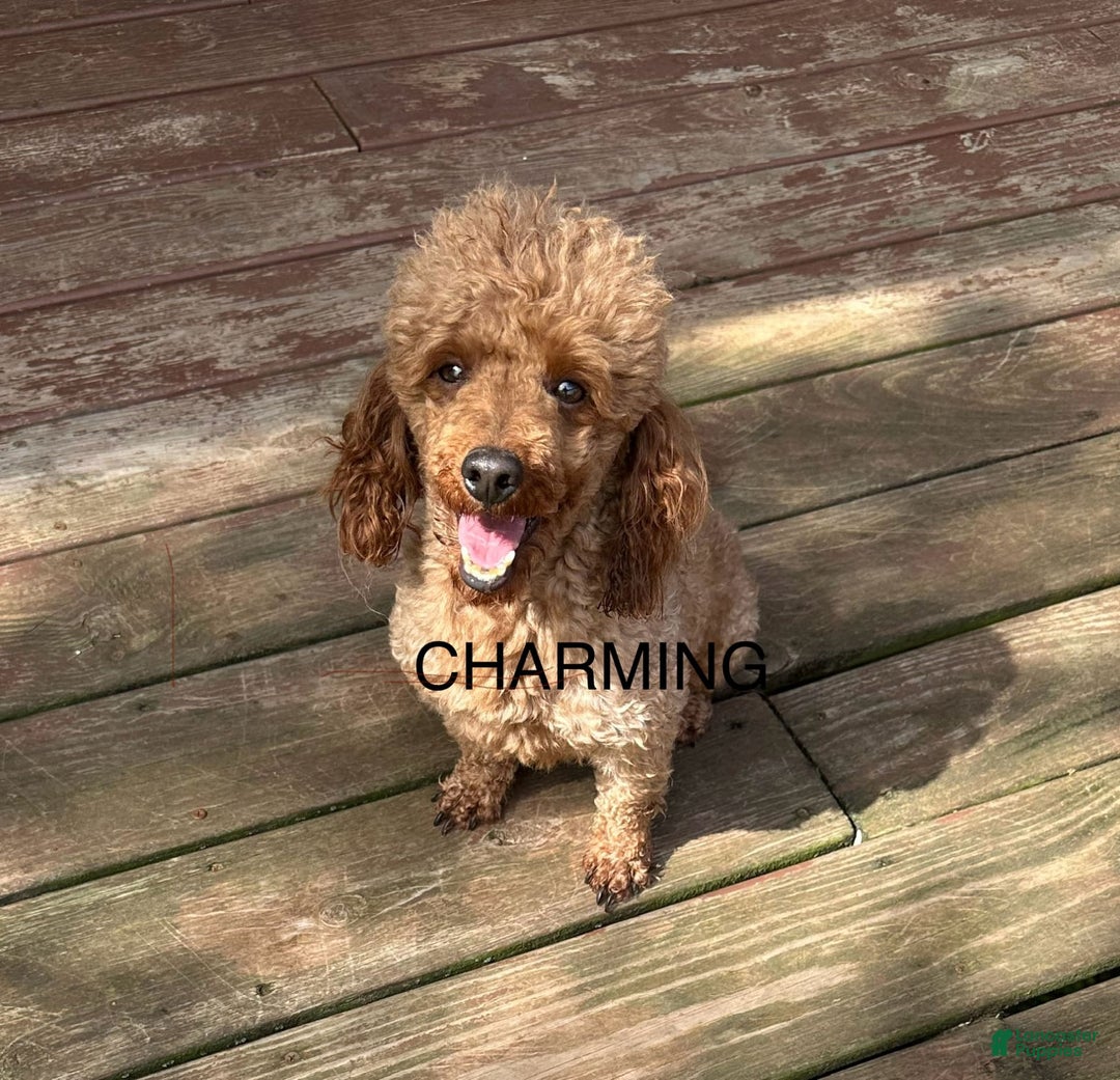 Miniature Poodle dogs for sale: Charming - Image 2