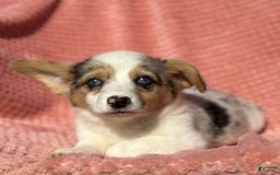 Welsh Corgi Pembroke dogs for sale: Carley - Image 2