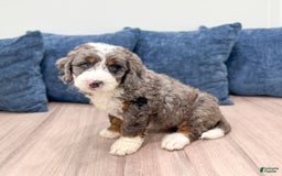 Mini Bernedoodle dogs for sale: Ringo - Image 7