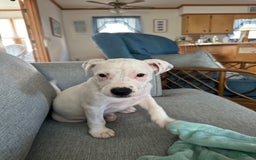 Catahoula Leopard Dog dogs for sale: Blue - Image 4