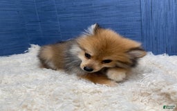 Pomeranian dogs for sale: Ricky - Image 6