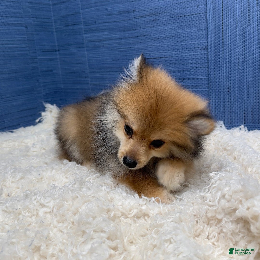 Pomeranian dogs for sale: Ricky - Image 6
