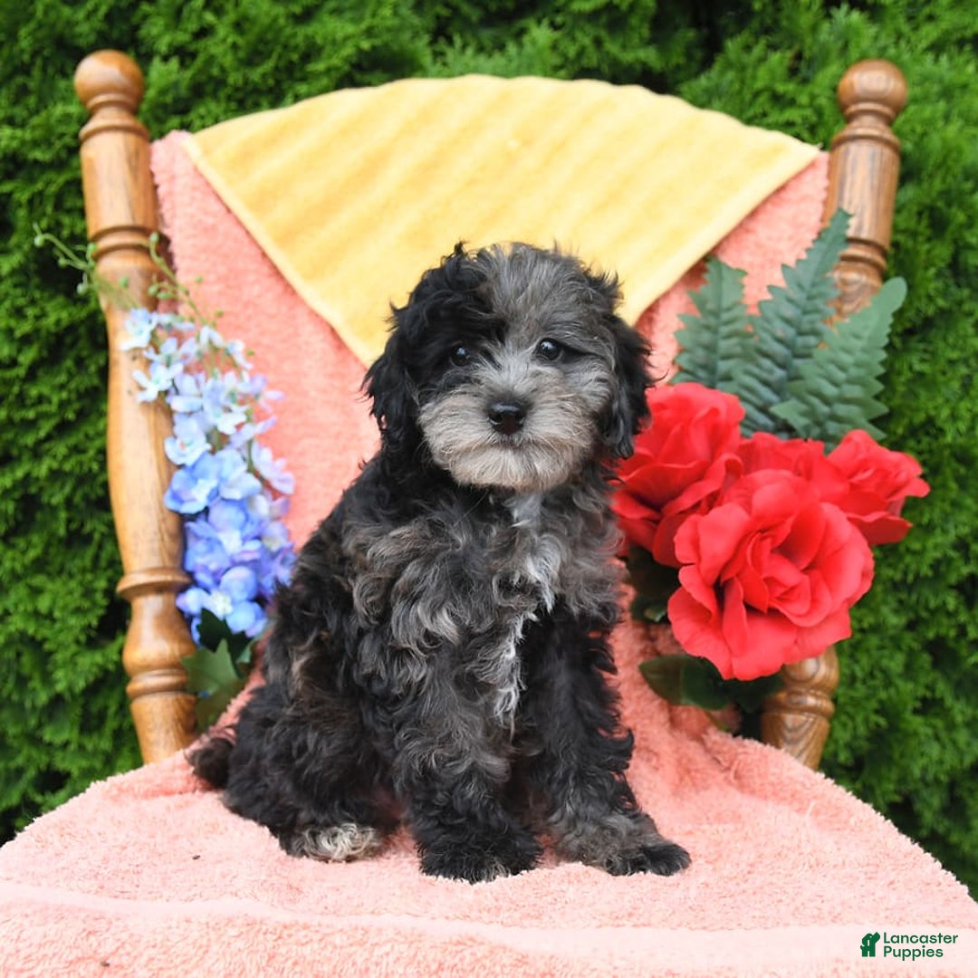 Miniature Poodle dogs for sale: Oakley - Image 4