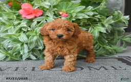Miniature Poodle dogs for sale: Meadow - Image 4