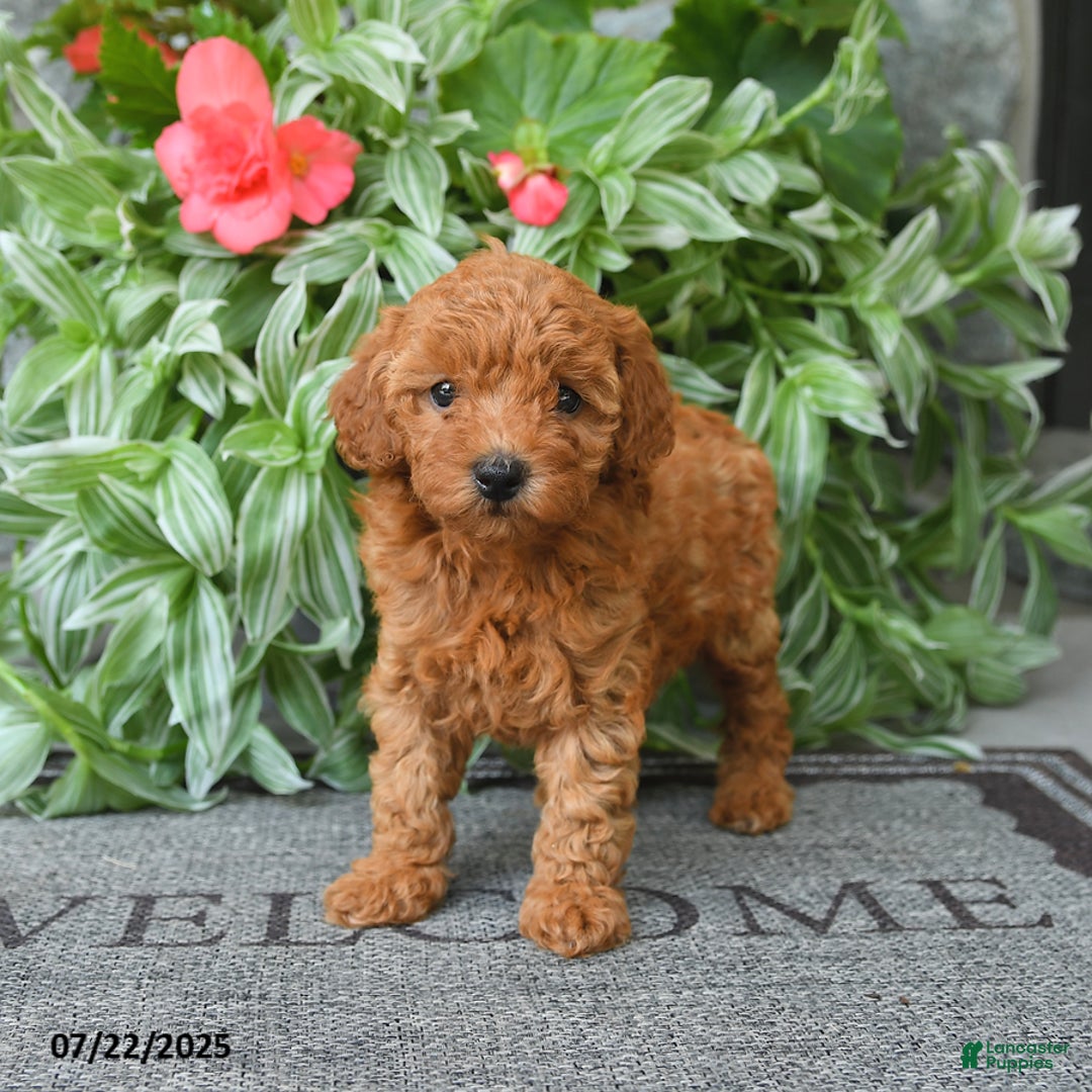 Miniature Poodle dogs for sale: Meadow - Image 4