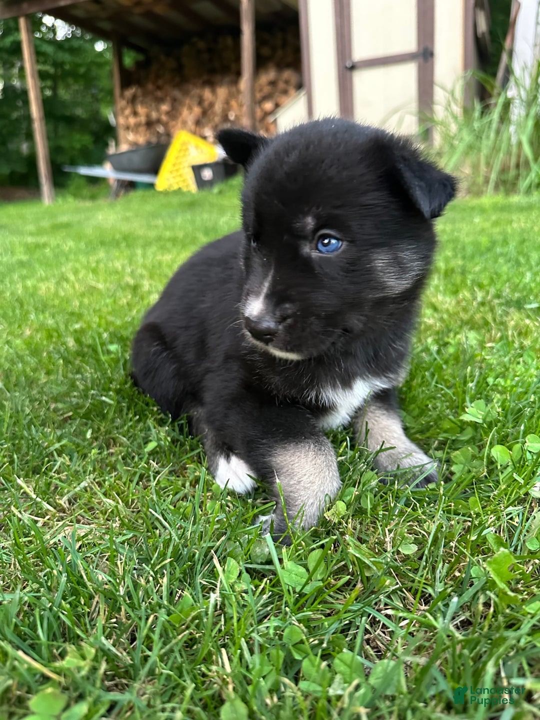 Gerberian Shepsky dogs for sale: Pixy - Image 12