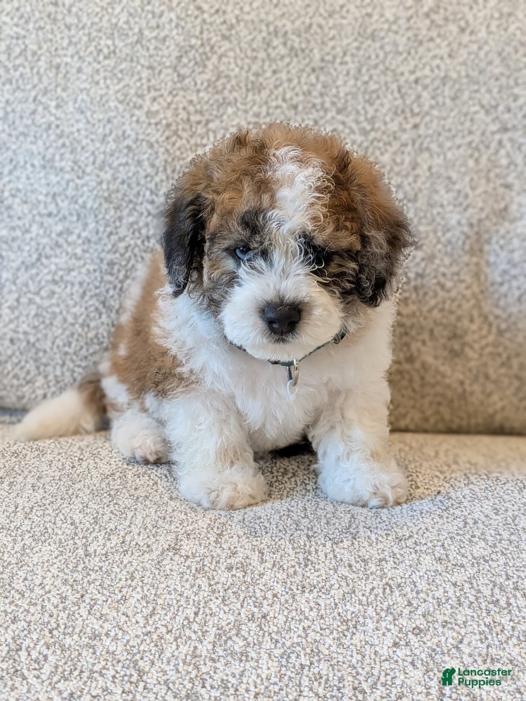 Saint Berdoodles dogs for sale: Roxy Mini Saint Berdoodle - Image 3