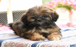 Teddy Bear dogs for sale: Sandy - Image 8