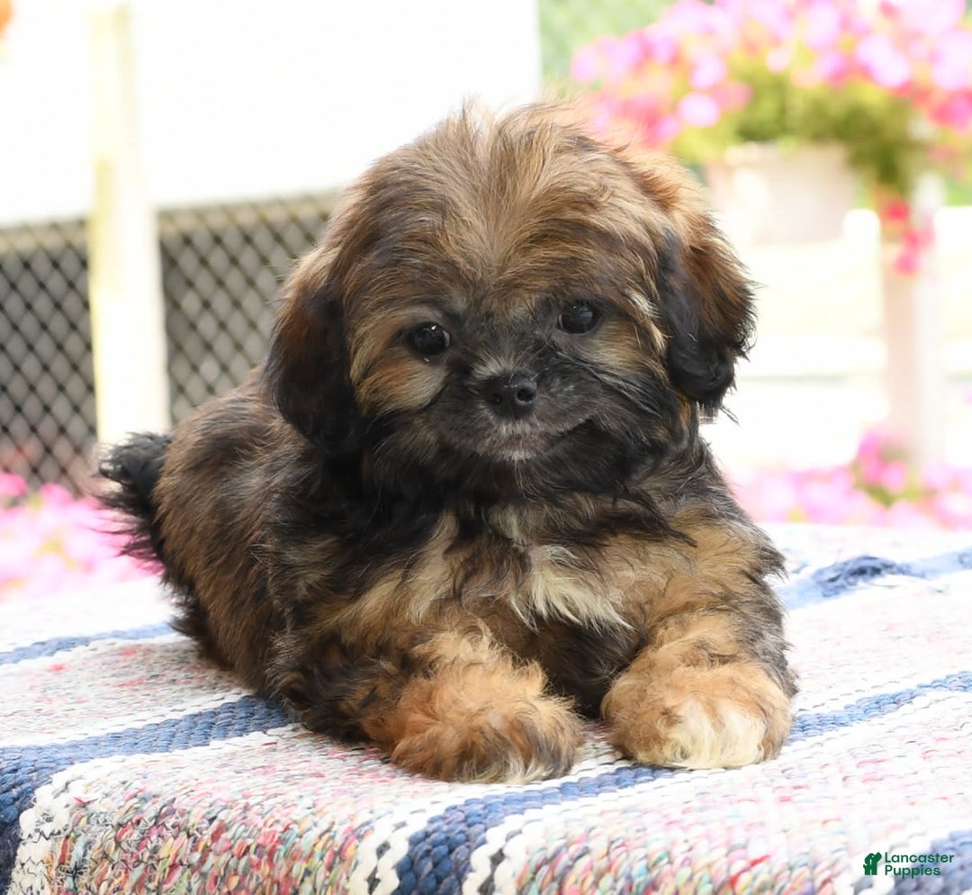 Teddy Bear dogs for sale: Sandy - Image 8