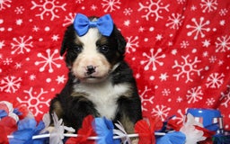 Bernese Mountain Dog dogs for sale: Pebbles - Image 2